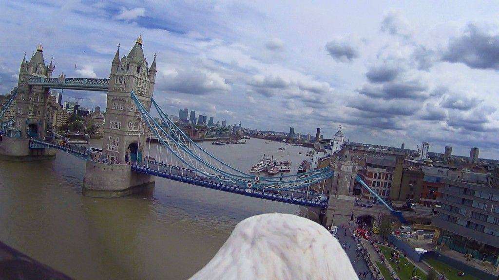 Eagle_Cam_-_Tower_Bridge