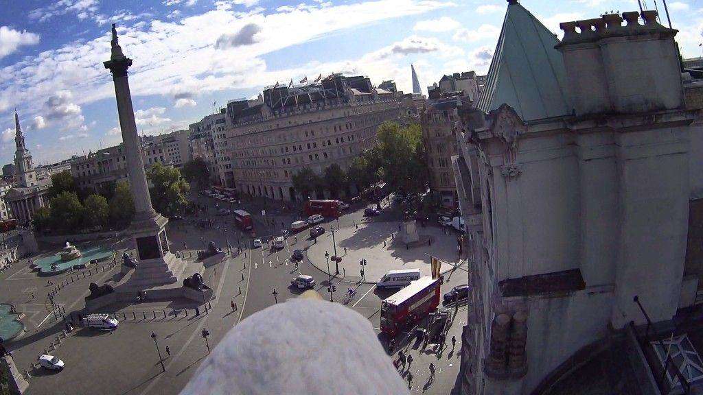 Eagle_Cam_-_Trafalgar_Square